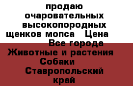 продаю очаровательных высокопородных щенков мопса › Цена ­ 20 000 - Все города Животные и растения » Собаки   . Ставропольский край